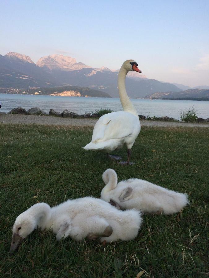 La Baie Des Voiles ,Vue Lac D'Annecy ,Plage Privee ดูแอ็งต์ ภายนอก รูปภาพ